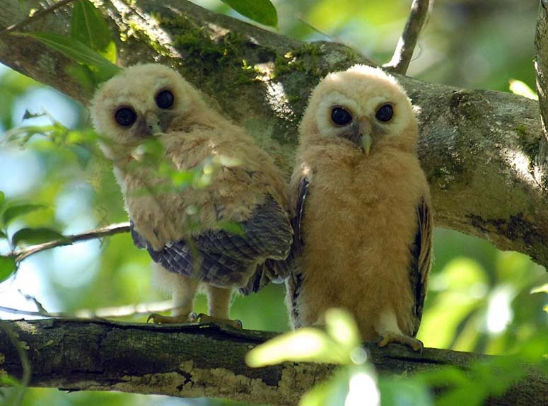Baby Mottled Owls